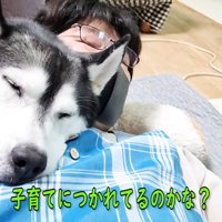 人にくっつく犬