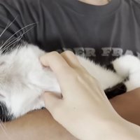 首をなでてもらう猫ちゃん