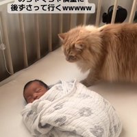 ベビーベッドの上で新生児を見下ろす茶色猫