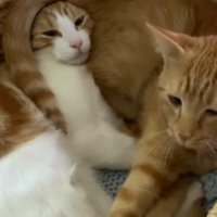茶トラ猫のしっぽが頭に乗って、髪の毛のようになっている茶白猫