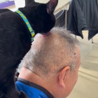 頭頂部を舐める猫