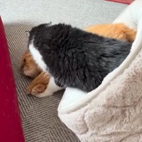 白黒猫に頭を押さえ込まれる茶色い猫