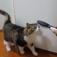 顔の前でブラシを振ってもらう猫