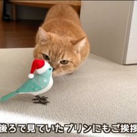 鳥のおもちゃに顔を近づける茶トラ猫