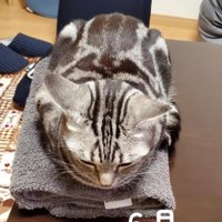 タオルの上に乗る猫