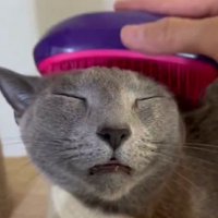 ブラッシングされている猫