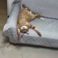 仰向けで寝ている猫