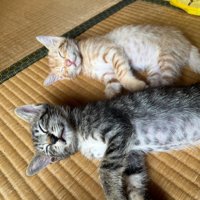 寝ている子猫