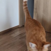 立ち去る猫2