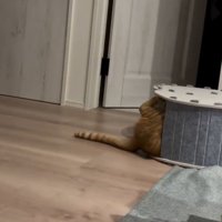 横倒しのハウスからおしりがはみ出す猫