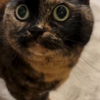 飼い主を見上げる猫