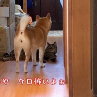 クロ怖いよぉ