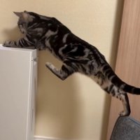左足を上げた猫（足の位置：前の方）