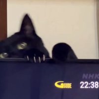 テレビから離れる猫