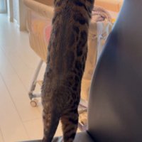 ベビーベッドにいる赤ちゃんの様子を覗き込む猫