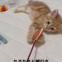 生後2ヶ月のおもちゃで遊ぶ猫さん