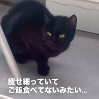座っている猫