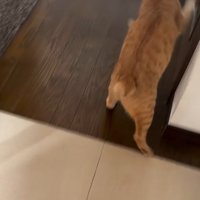 パンを追いかける猫
