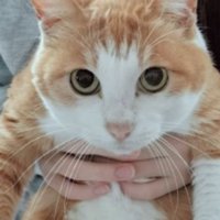 女性に抱かれている猫