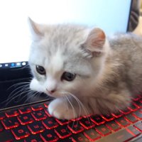 ノートパソコンのキーボード上に寝ころんだ子猫