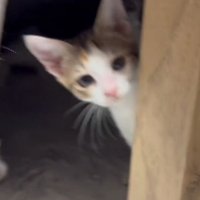 こたつの中にいる子猫