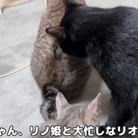 猫を毛づくろいする黒猫