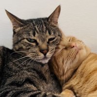 キジトラ猫にスリスリする茶トラ猫