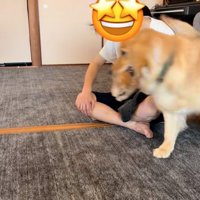 子猫を運ぶ犬