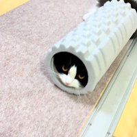 上目遣いの猫