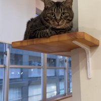 壁に設置された棚の上で香箱座りをしているカメラ目線の猫