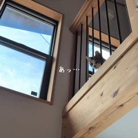 下をのぞく猫