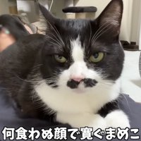 おしりを飼い主さんの顔に密着