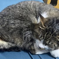 丸くなって眠る猫