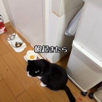 食器前で座る猫