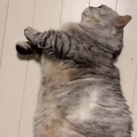 動きを止める猫