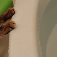 浴槽に猫が手をかけている