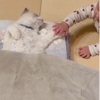 寝そべっている猫と猫の手を触っている赤ちゃん