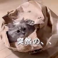 放心状態の猫