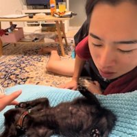 飼い主の近くでへそ天をして両前足を触られている子猫
