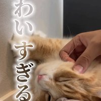 歯ブラシでおでこを撫でられている猫のアップ「とても思い出してる」