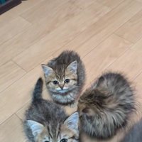 集まっている子猫