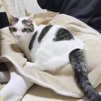あぐらをかいたお膝に乗る猫ちゃん
