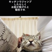 パパに抱っこされて寝る子猫