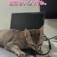 「もう仕事はできないんですね」と書かれた写真