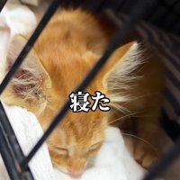 寝ている子猫