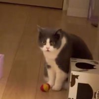 飼い主に必死にうったえかける猫のまなざし