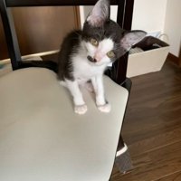 椅子の上にいる黒白模様の猫