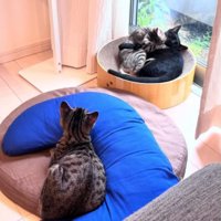室内にいる猫