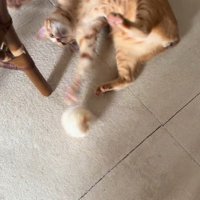 仰向けの猫