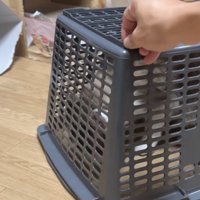 罠の中にいる猫の写真
